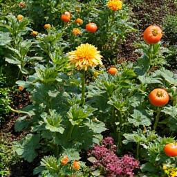 A vibrant permaculture garden with diverse plants thriving, illustrating sustainable agriculture.